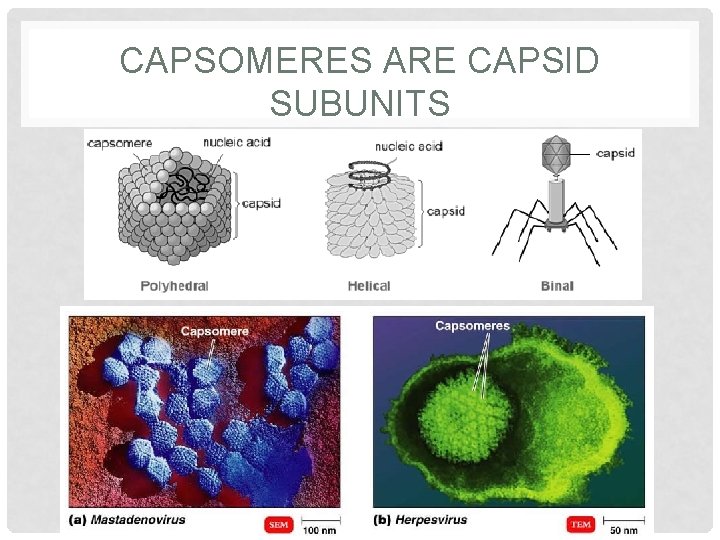 CAPSOMERES ARE CAPSID SUBUNITS 