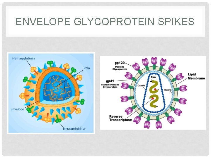 ENVELOPE GLYCOPROTEIN SPIKES 