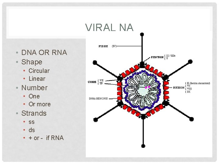 VIRAL NA • DNA OR RNA • Shape • Circular • Linear • Number