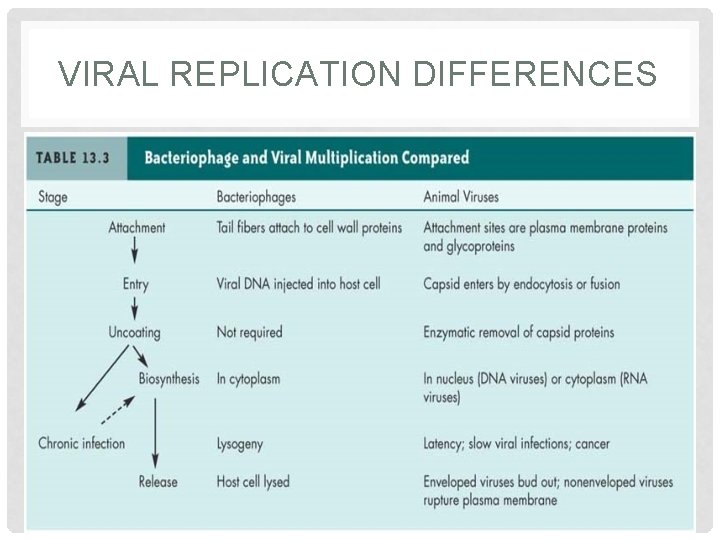 VIRAL REPLICATION DIFFERENCES 