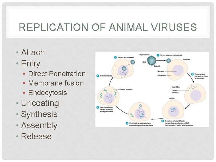 REPLICATION OF ANIMAL VIRUSES • Attach • Entry • Direct Penetration • Membrane fusion