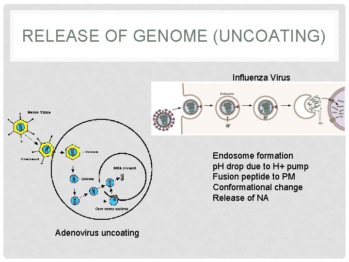 RELEASE OF GENOME (UNCOATING) Influenza Virus Endosome formation p. H drop due to H+