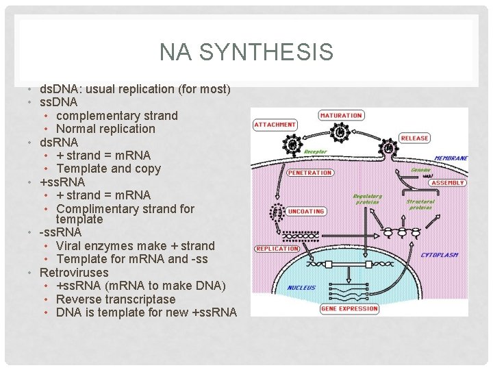 NA SYNTHESIS • ds. DNA: usual replication (for most) • ss. DNA • complementary