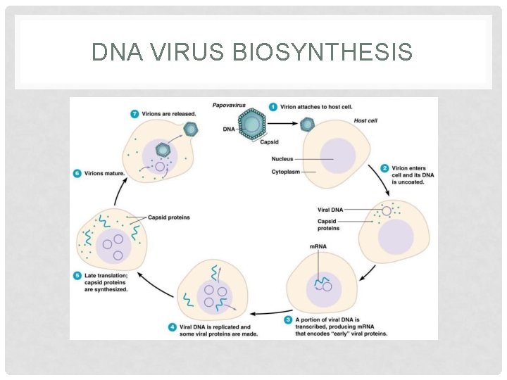 DNA VIRUS BIOSYNTHESIS 