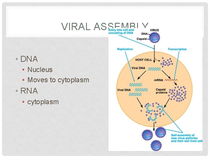 VIRAL ASSEMBLY • DNA • Nucleus • Moves to cytoplasm • RNA • cytoplasm