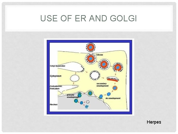 USE OF ER AND GOLGI Herpes 