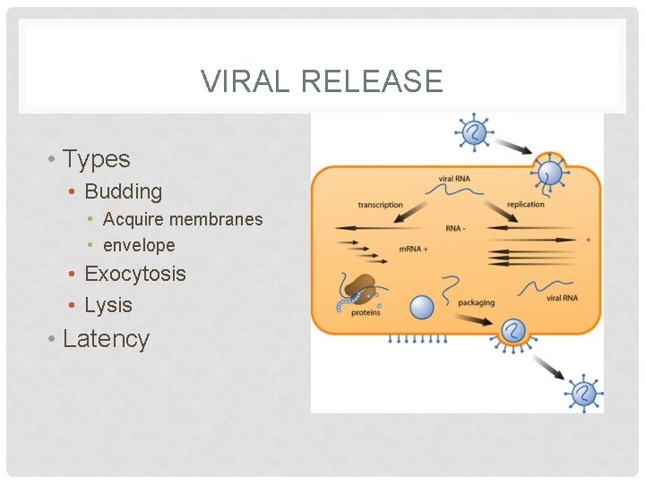 VIRAL RELEASE • Types • Budding • Acquire membranes • envelope • Exocytosis •