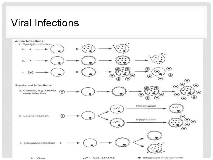 Viral Infections 