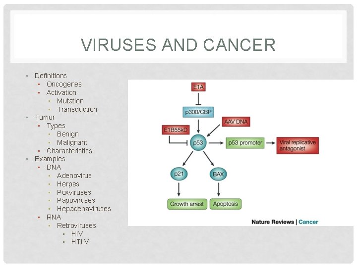 VIRUSES AND CANCER • Definitions • Oncogenes • Activation • Mutation • Transduction •