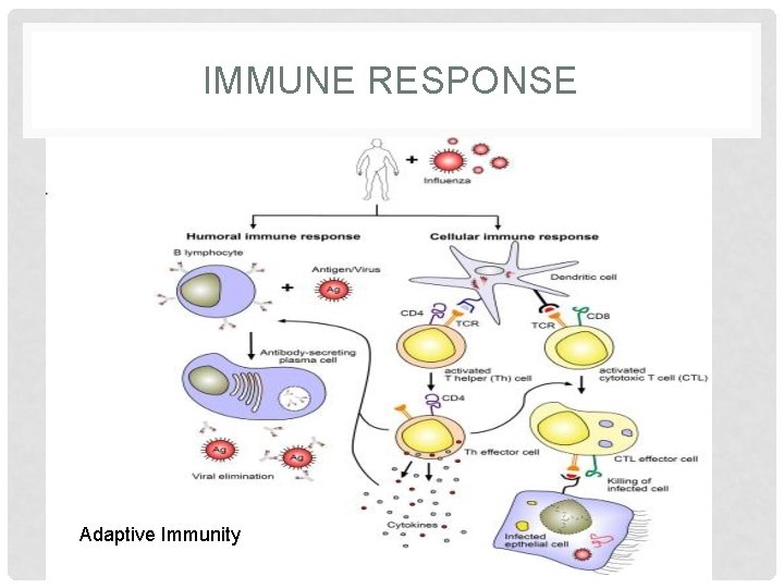 IMMUNE RESPONSE Adaptive Immunity 