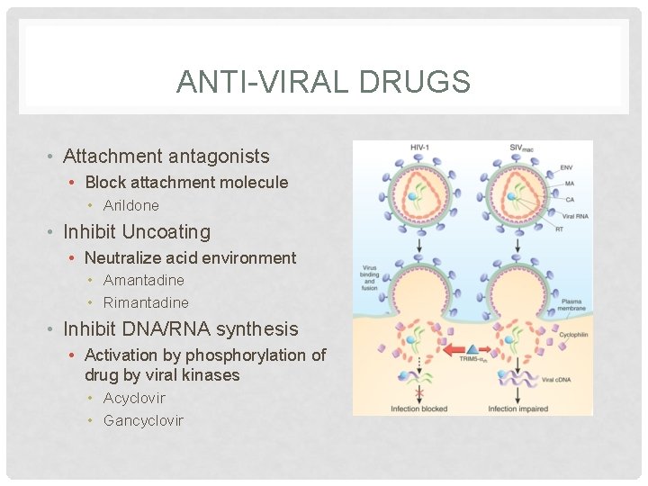 ANTI-VIRAL DRUGS • Attachment antagonists • Block attachment molecule • Arildone • Inhibit Uncoating