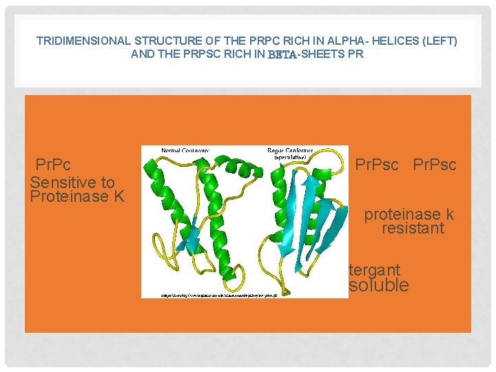 TRIDIMENSIONAL STRUCTURE OF THE PRPC RICH IN ALPHA- HELICES (LEFT) AND THE PRPSC RICH