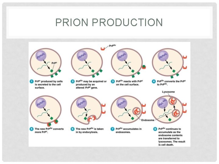 PRION PRODUCTION 