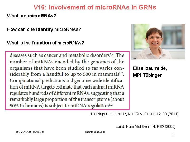 V 16: involvement of micro. RNAs in GRNs What are micro. RNAs? How can