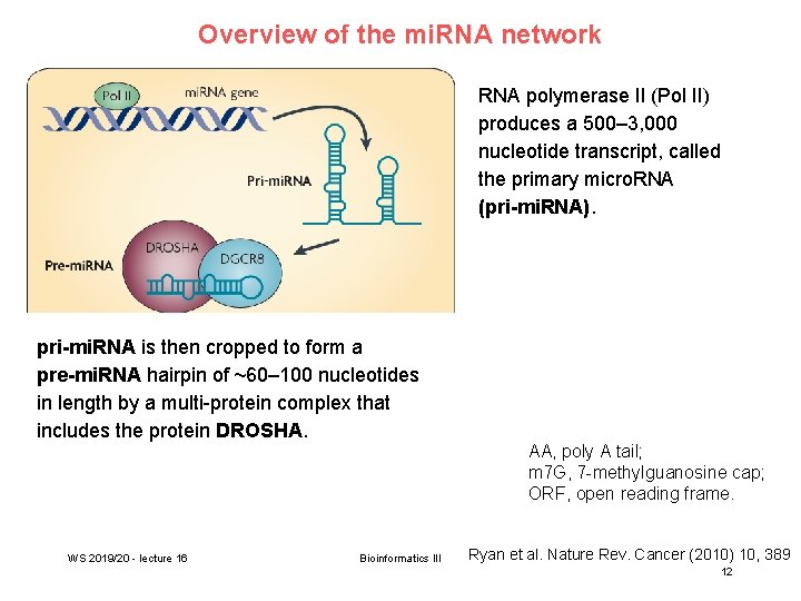 Overview of the mi. RNA network RNA polymerase II (Pol II) produces a 500–