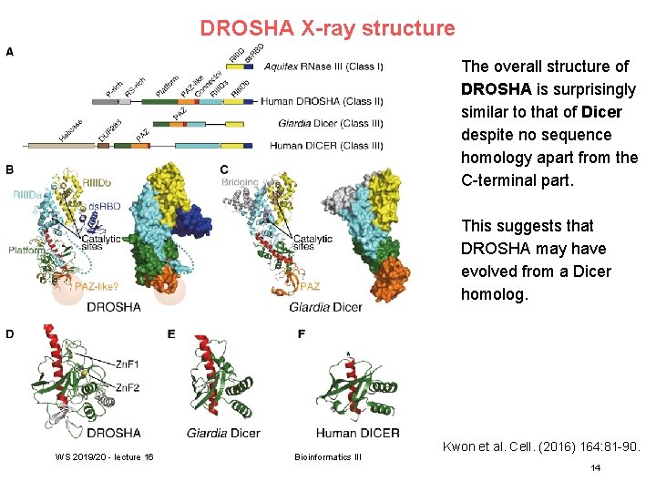 DROSHA X-ray structure The overall structure of DROSHA is surprisingly similar to that of