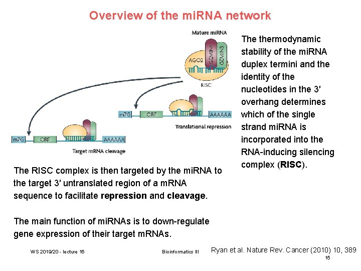 Overview of the mi. RNA network The RISC complex is then targeted by the