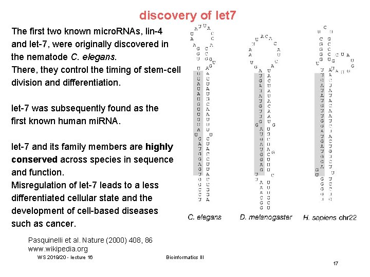 discovery of let 7 The first two known micro. RNAs, lin-4 and let-7, were