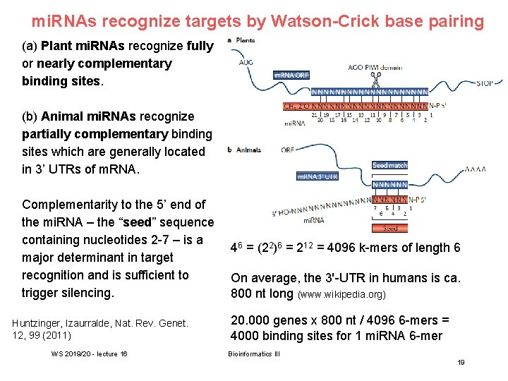 mi. RNAs recognize targets by Watson-Crick base pairing (a) Plant mi. RNAs recognize fully