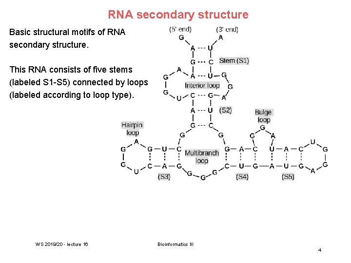 RNA secondary structure Basic structural motifs of RNA secondary structure. This RNA consists of