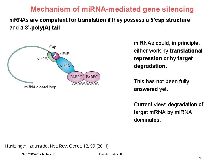 Mechanism of mi. RNA-mediated gene silencing m. RNAs are competent for translation if they