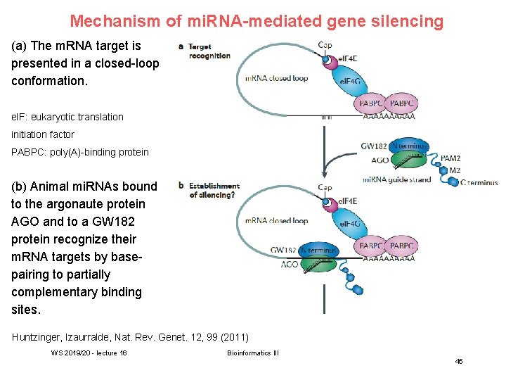 Mechanism of mi. RNA-mediated gene silencing (a) The m. RNA target is presented in
