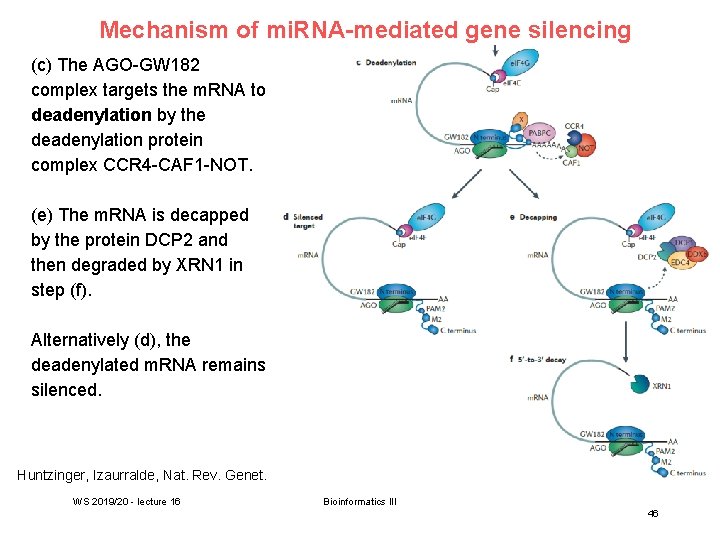 Mechanism of mi. RNA-mediated gene silencing (c) The AGO-GW 182 complex targets the m.