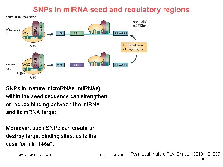 SNPs in mi. RNA seed and regulatory regions SNPs in mature micro. RNAs (mi.