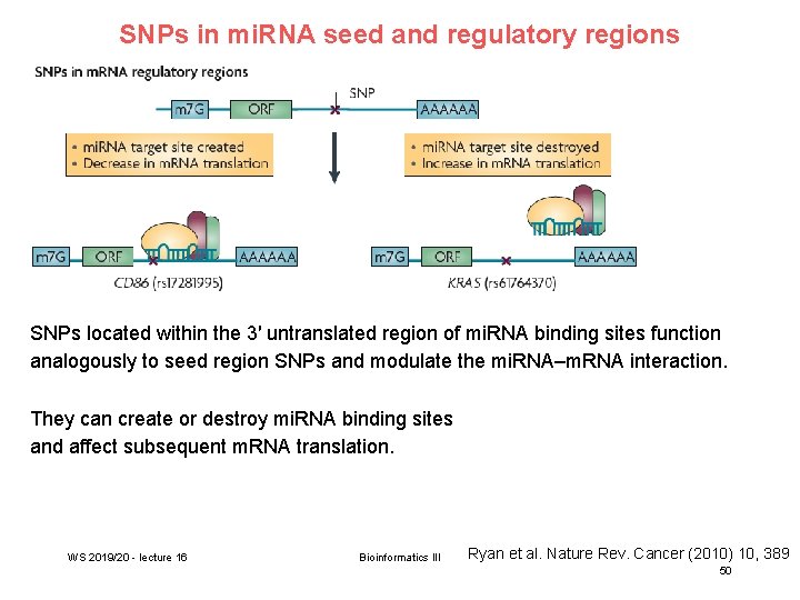 SNPs in mi. RNA seed and regulatory regions SNPs located within the 3′ untranslated