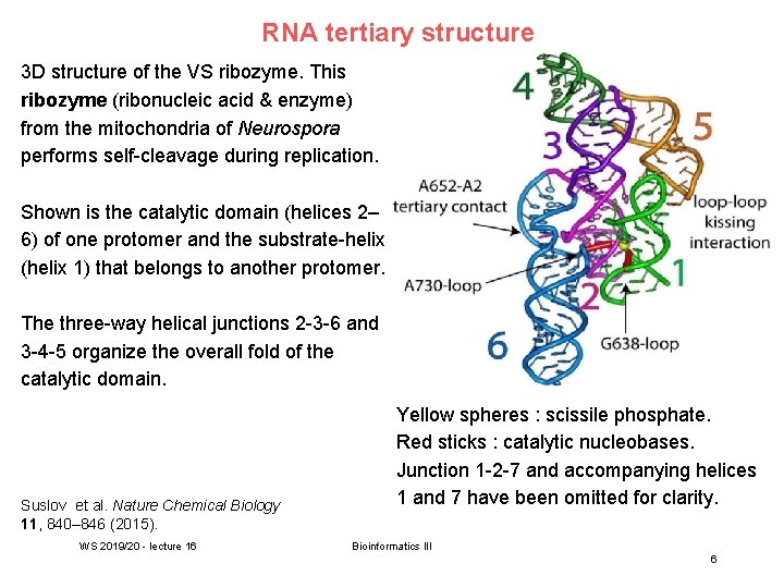 RNA tertiary structure 3 D structure of the VS ribozyme. This ribozyme (ribonucleic acid