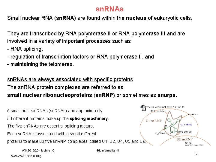 sn. RNAs Small nuclear RNA (sn. RNA) are found within the nucleus of eukaryotic