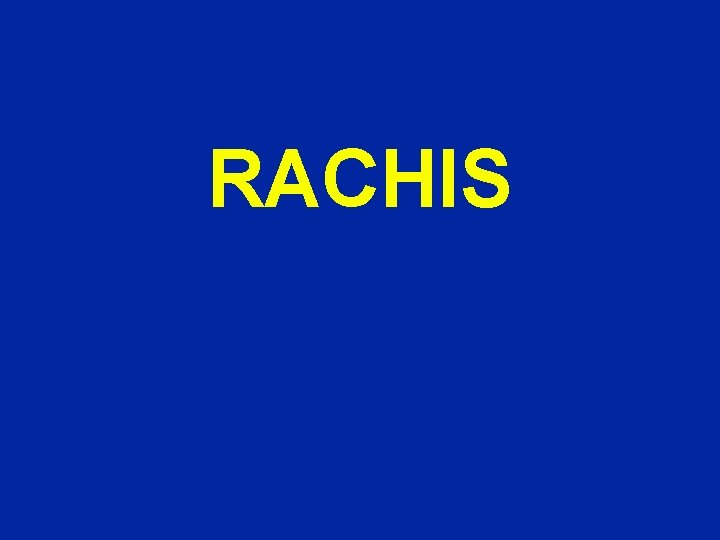 RACHIS 