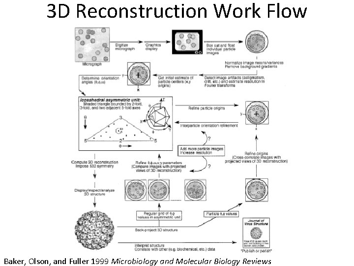 3 D Reconstruction Work Flow Baker, Olson, and Fuller 1999 Microbiology and Molecular Biology
