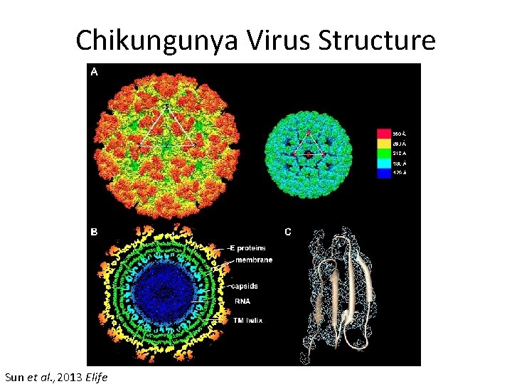 Chikungunya Virus Structure Sun et al. , 2013 Elife 