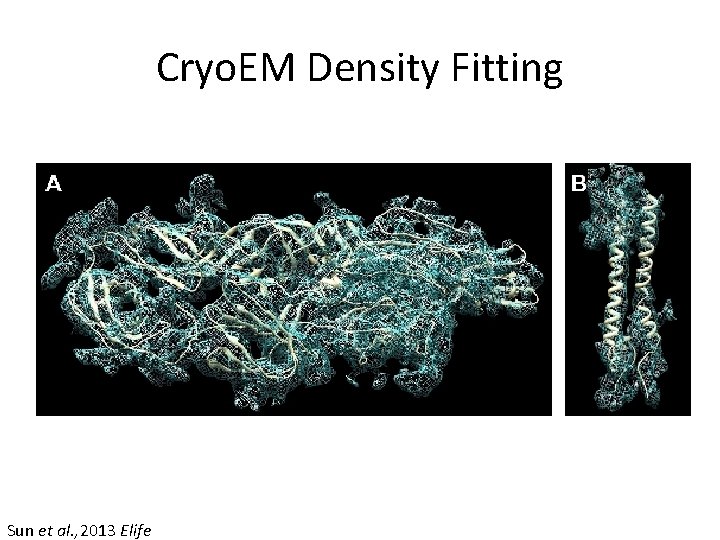 Cryo. EM Density Fitting Sun et al. , 2013 Elife 