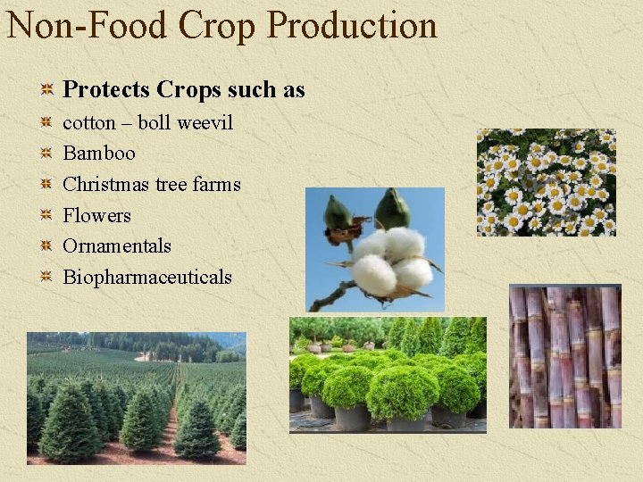 Non-Food Crop Production Protects Crops such as cotton – boll weevil Bamboo Christmas tree