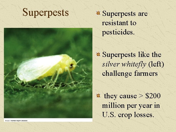 Superpests are resistant to pesticides. Superpests like the silver whitefly (left) challenge farmers they