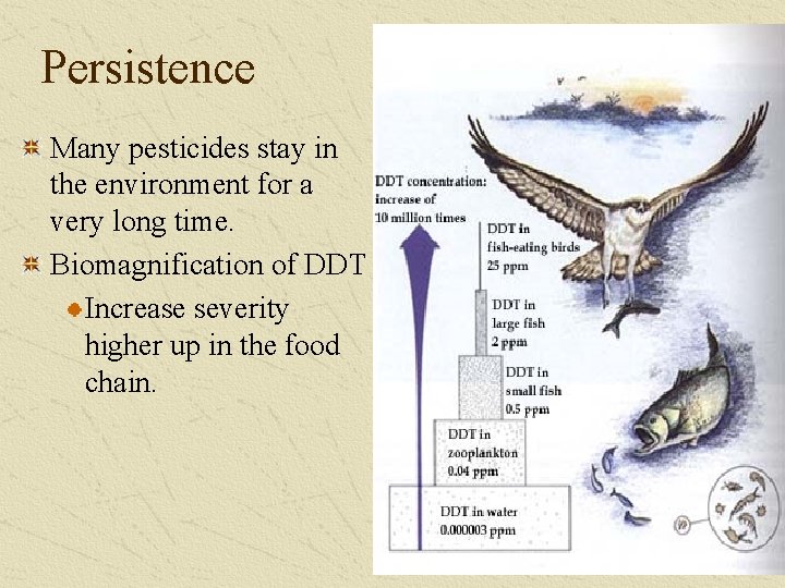 Persistence Many pesticides stay in the environment for a very long time. Biomagnification of