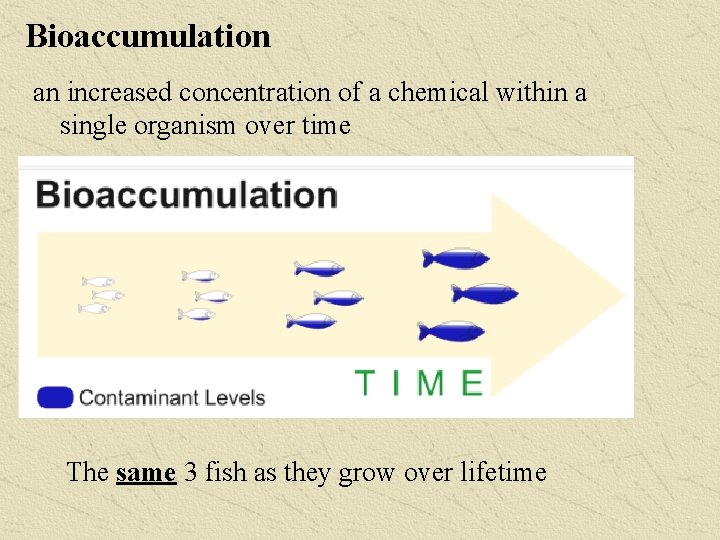 Bioaccumulation an increased concentration of a chemical within a single organism over time The