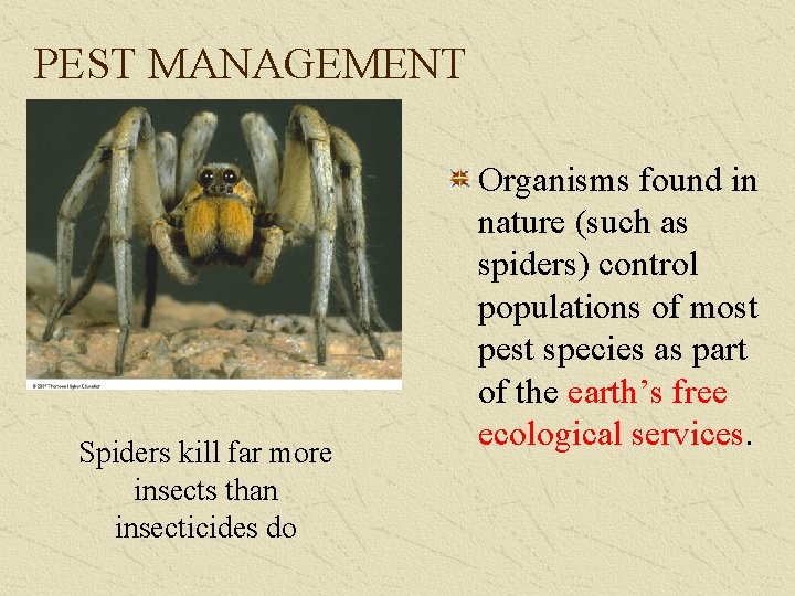 PEST MANAGEMENT Spiders kill far more insects than insecticides do Organisms found in nature