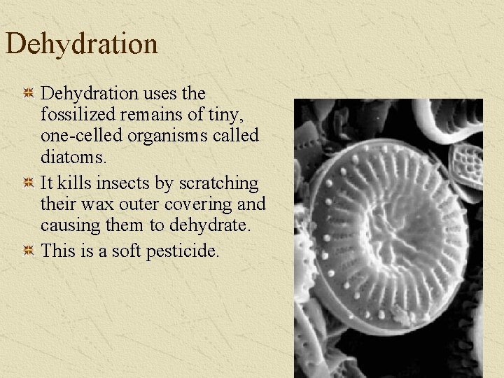 Dehydration uses the fossilized remains of tiny, one-celled organisms called diatoms. It kills insects