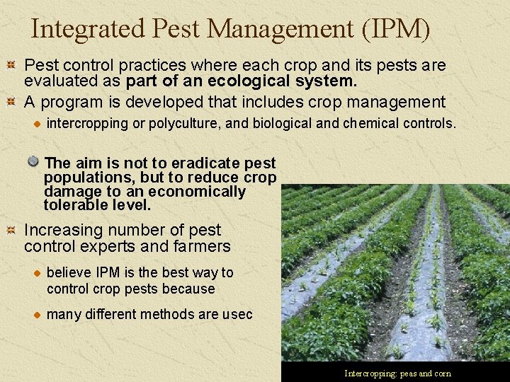 Integrated Pest Management (IPM) Pest control practices where each crop and its pests are