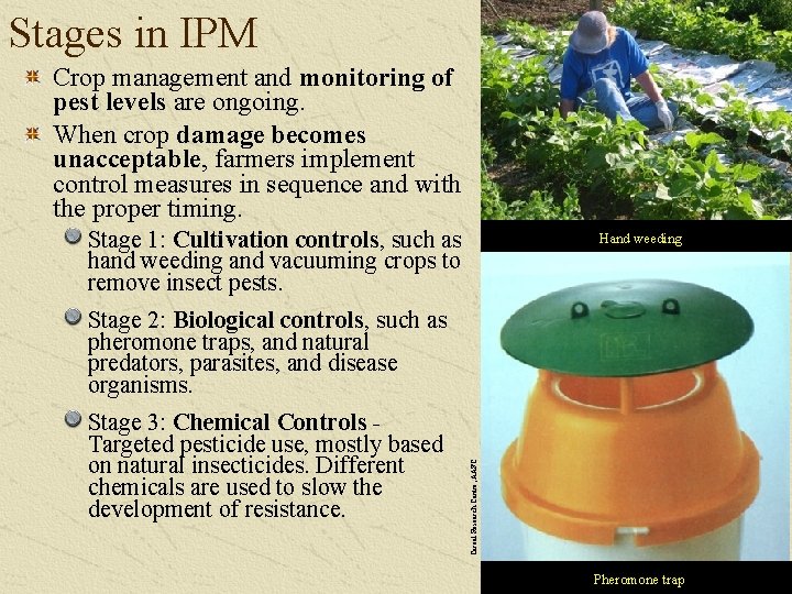 Stages in IPM Crop management and monitoring of pest levels are ongoing. When crop