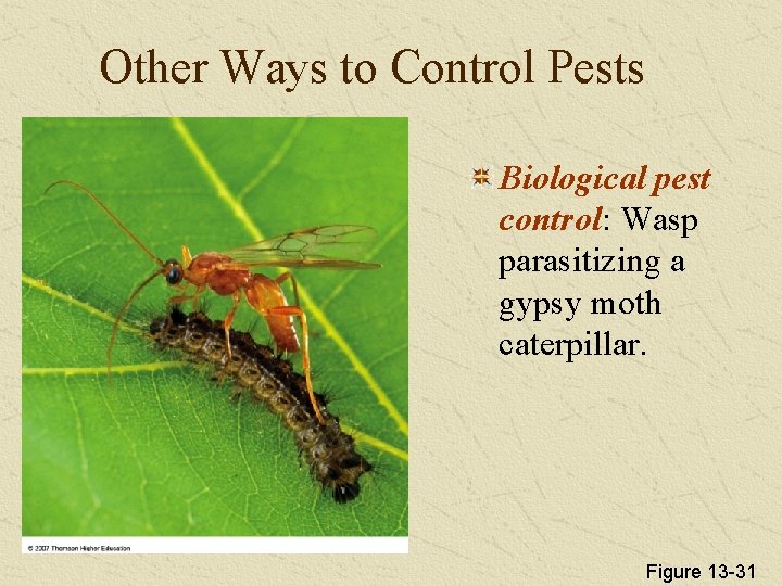 Other Ways to Control Pests Biological pest control: Wasp parasitizing a gypsy moth caterpillar.