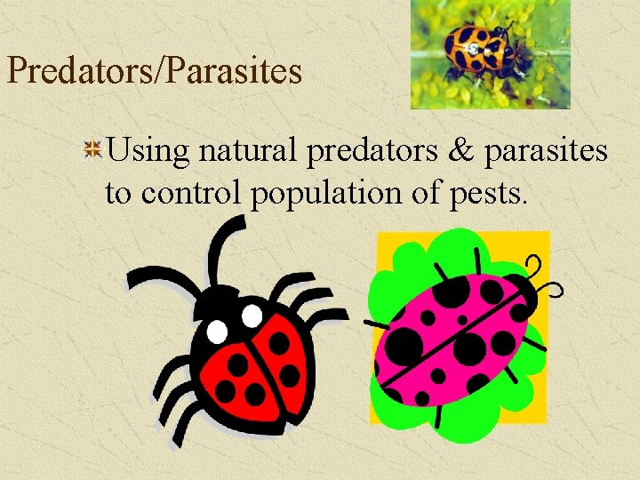 Predators/Parasites Using natural predators & parasites to control population of pests. 