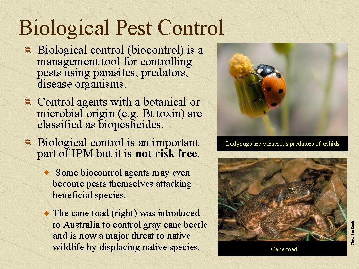 Biological Pest Control Biological control (biocontrol) is a management tool for controlling pests using
