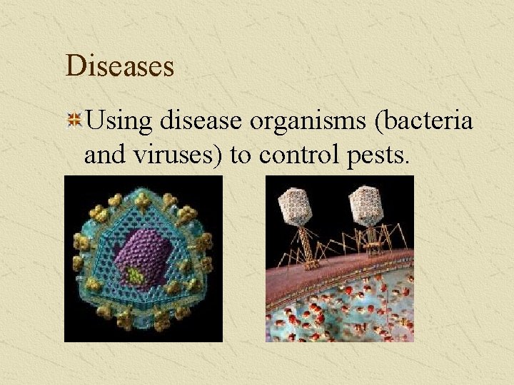 Diseases Using disease organisms (bacteria and viruses) to control pests. 