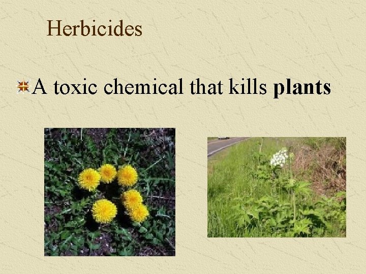 Herbicides A toxic chemical that kills plants 