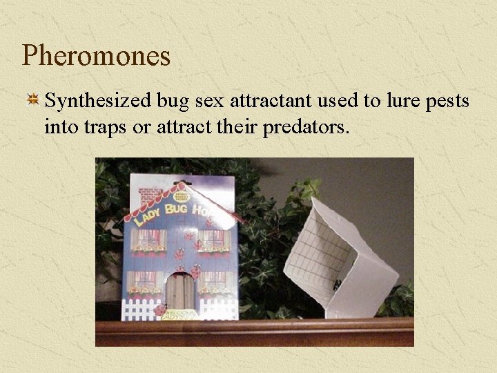 Pheromones Synthesized bug sex attractant used to lure pests into traps or attract their