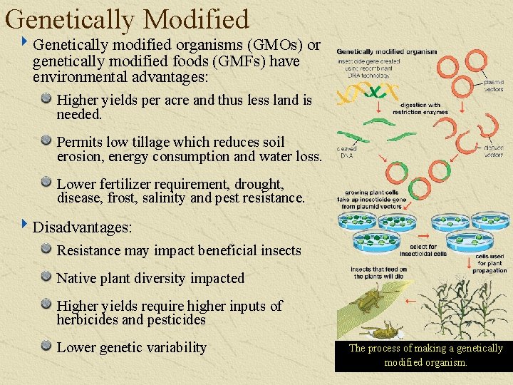 Genetically Modified ‣ Genetically modified organisms (GMOs) or genetically modified foods (GMFs) have environmental